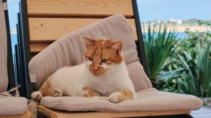 Why Choose a Cushion for Your Cat?
