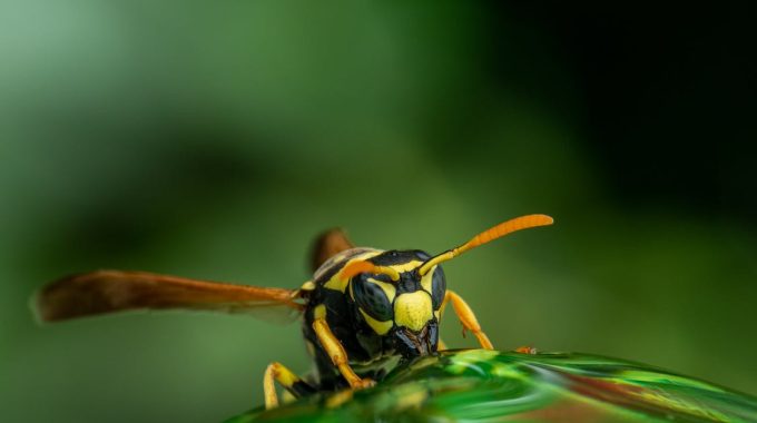 Pest Control: How to Keep Wasps Away