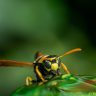 Pest Control: How to Keep Wasps Away