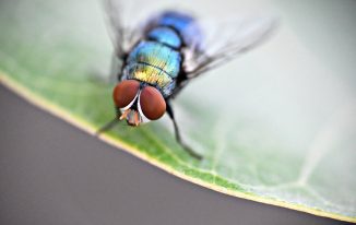 How to Create a Fly-Free Environment